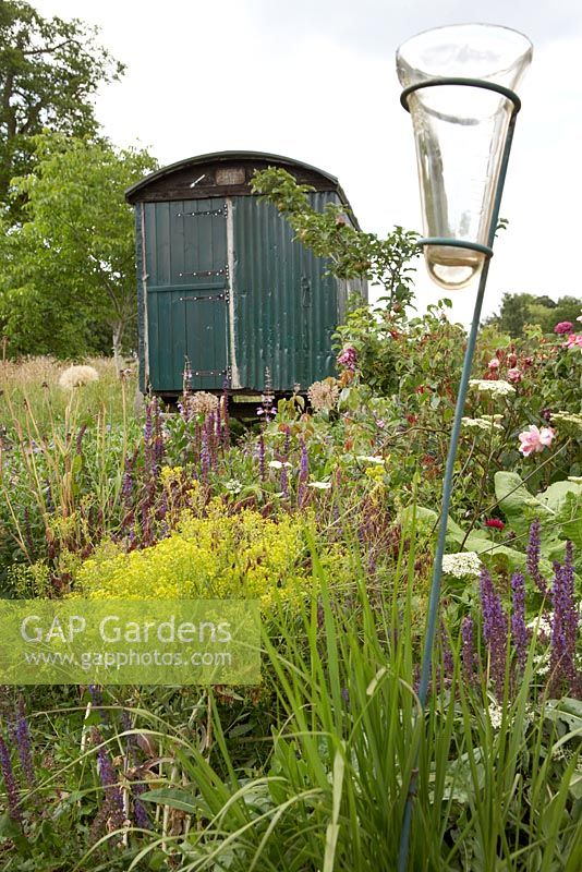 Corrugated iron caravan with cottage style planting including salvias, roses and cow parsley - Worton Organic Garden Farm