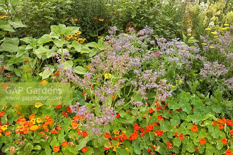 Nasturtium, borage, Achillea filipendulina and Inula helenium - Worton Organic Garden Farm