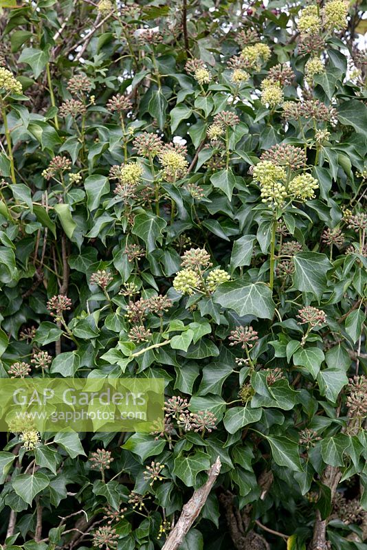 Hedera - English Ivy showing the adult foliage, non lobed leaves