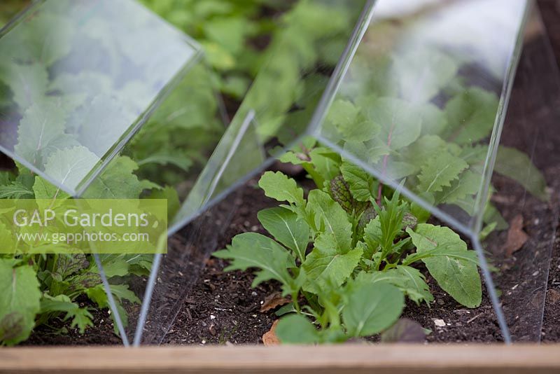 Mixed spicy salad leaves growing under perspex cloches
