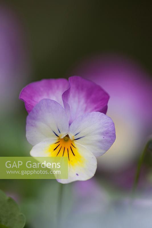 Viola cornuta 'Deltini Rose Pink'