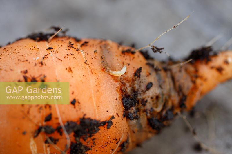 Carrot root fly maggot