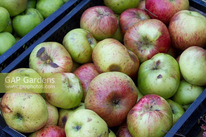 Apples 'Bramley seedling' in transport crate ready to be sorted
