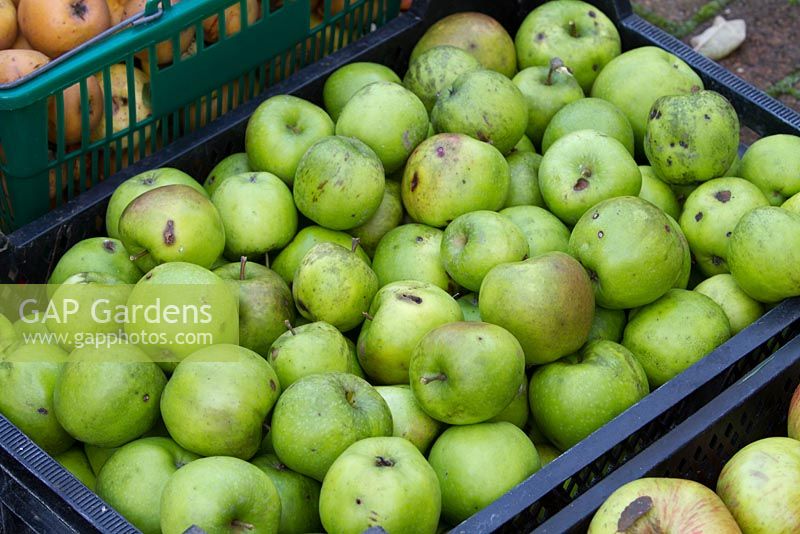 Apples 'Granny Smith' in transport crate ready to be sorted
