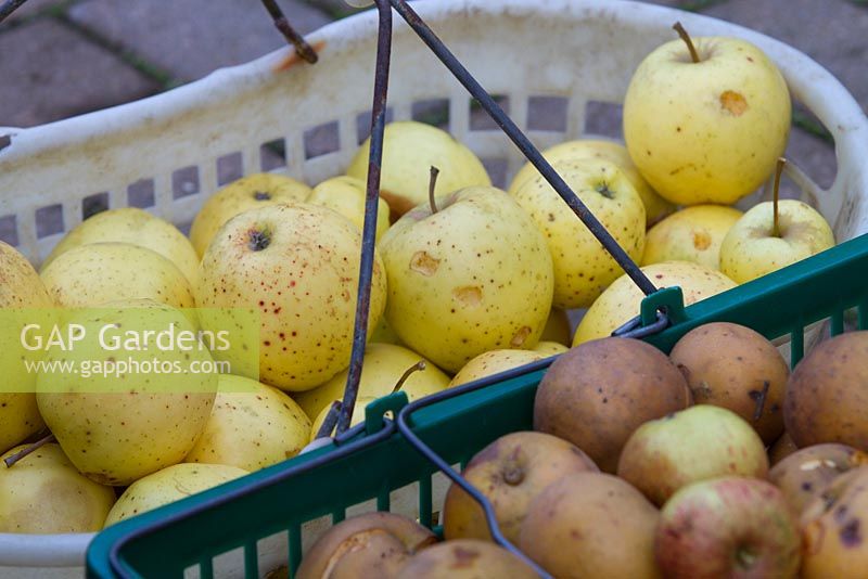Apples 'Golden delicious' in transport crate ready to be sorted
