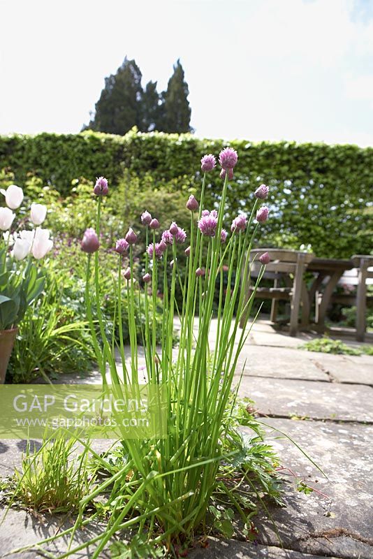 Allium schoenoprasum - Chives growing through patio, with white Tulips, Beech hedge and wooden seating area in background - Southwood Lodge