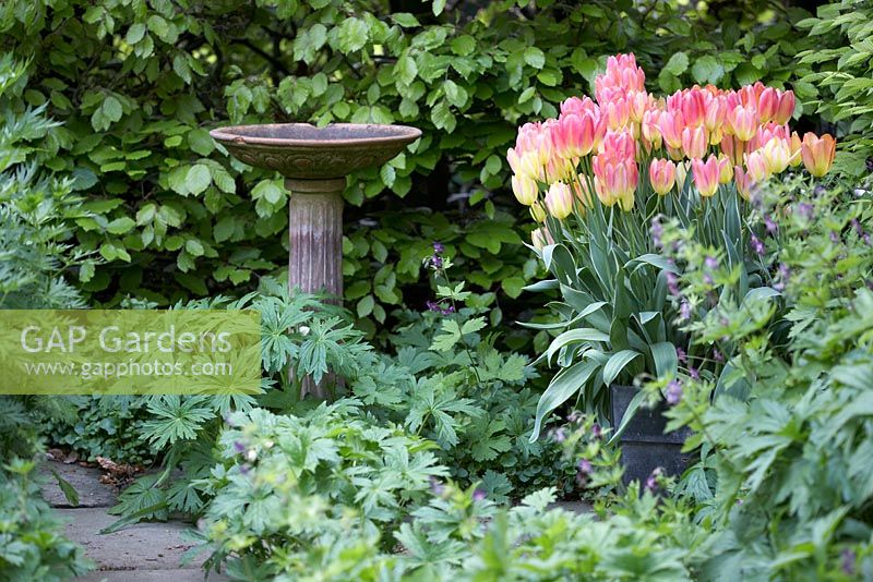 Tulipa 'Antoinette' next to stone birdbath with Fagus - Beech hedge in background - Southwood Lodge
