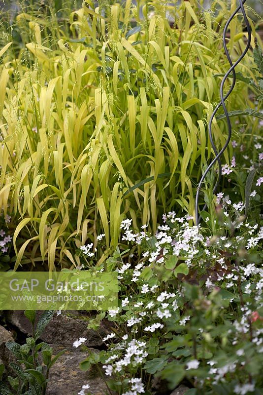 Milium effusum 'Aureum'  - Bowles' golden grass with Claytonia sibirica albiflora - Southwood Lodge 
 