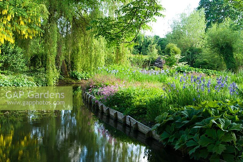 Mill pond framed by plants including Irises, Rodgersias, Lychnis - Ragged robins and tall Salix - Willow trees - Westonbury Mill
