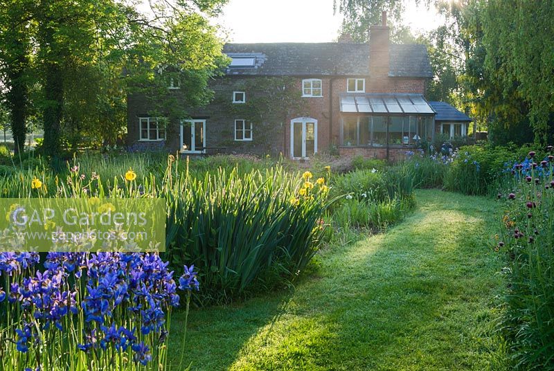 Mill house surrounded by clumps of vibrantly coloured Irises catching early morning sun - Westonbury Mill  