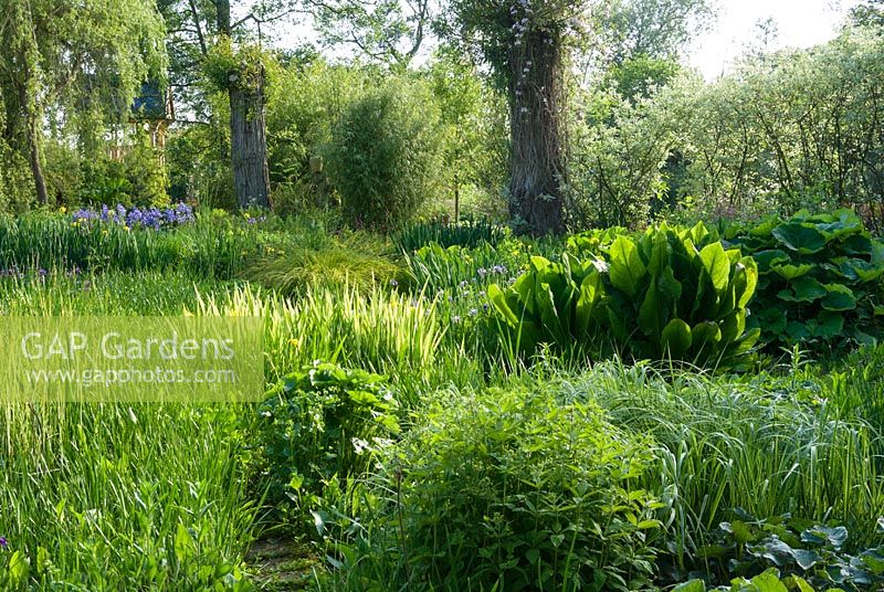 Bog area criss crossed with paths that wind through clumps of Iris, flowering rush and Lysichiton - Westonbury Mill