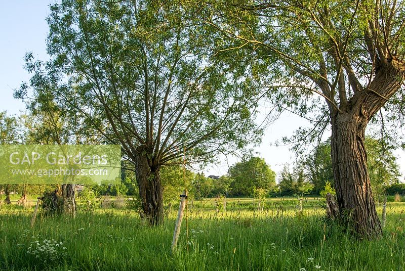 Many old Salix - Willows dot the surrounding fields - Westonbury Mill 