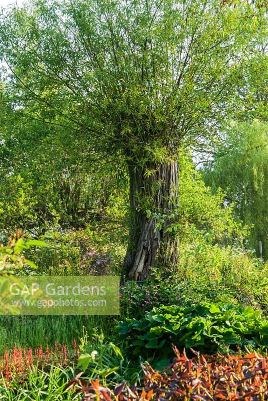 Pollarded Salix - Weeping willows are surrounded by moisture loving plants including red leaved Lysimachia ciliata 'Firecracker' and Astilbes - Westonbury Mill