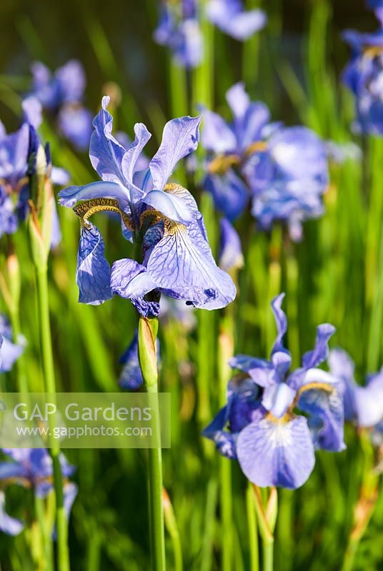 Form of Iris sibirica - Westonbury Mill