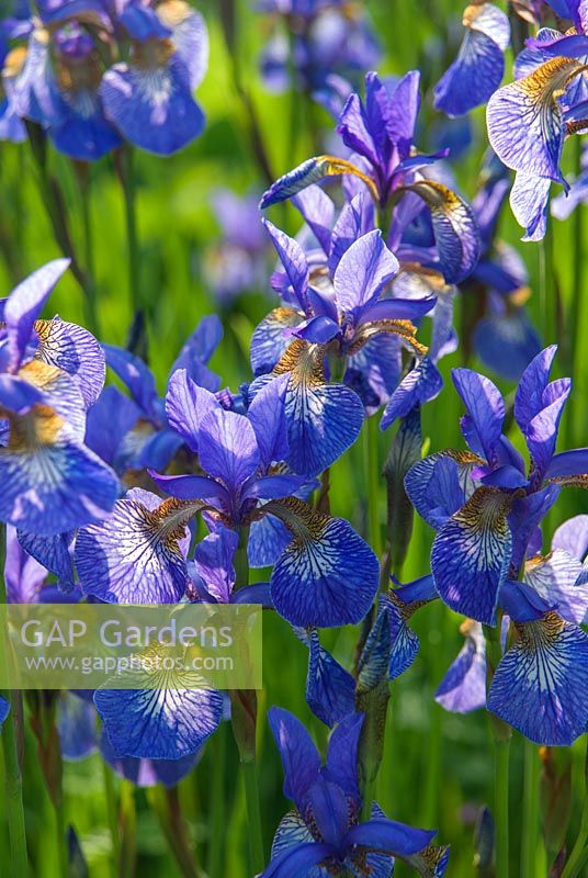 Iris sibirica - Westonbury Mill