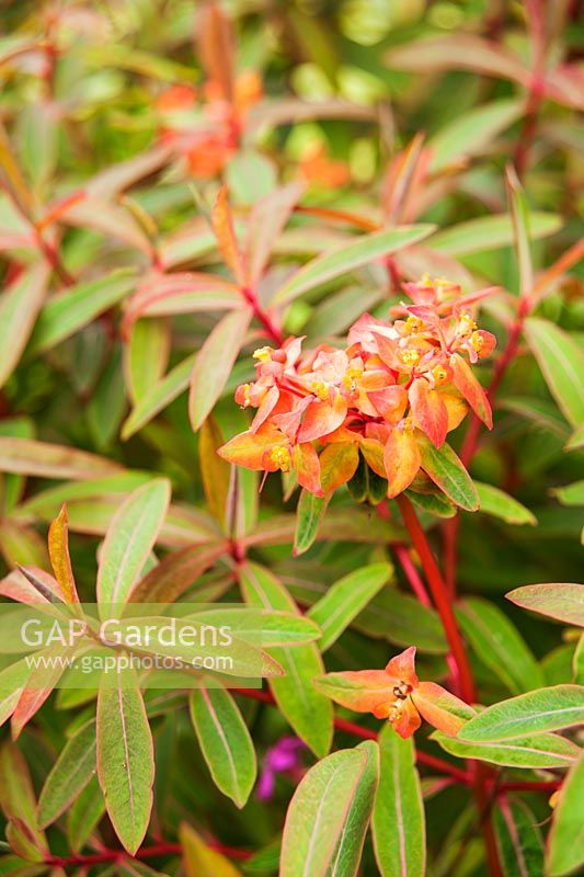 Euphorbia griffithii 'Fireglow' -  Westonbury Mill