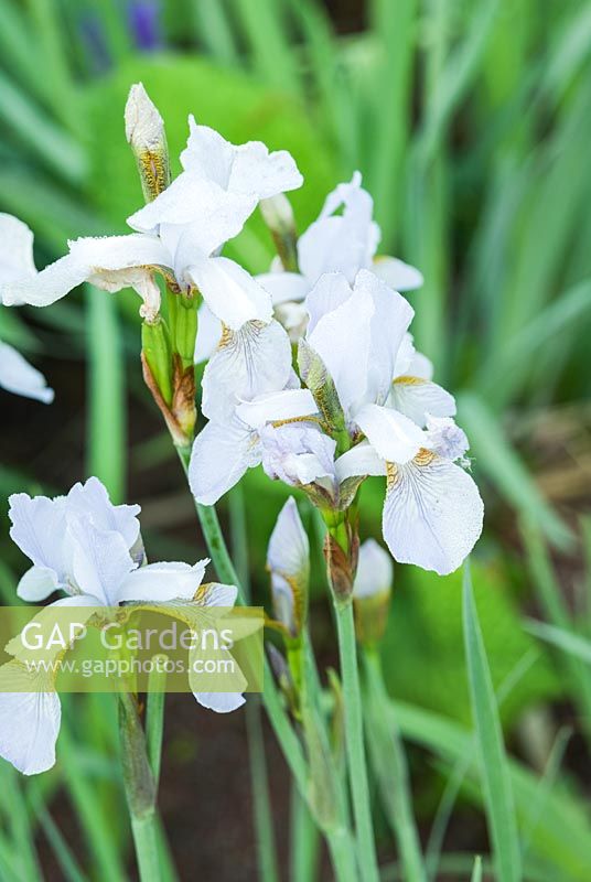 Iris sibirica 'Mrs Rowe' -  Westonbury Mill