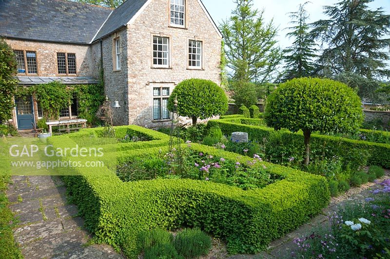 Formal courtyard garden on the west side of the house features Box hedging, standard clipped  Prunus lusitanica -  Portuguese laurels, and flowers such as irises, self seeded Aquilegias, Thalictrums and Peonies, with metal obelisks supporting Clematis - The Old Rectory