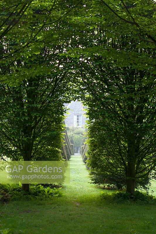 View through Carpinus - Hornbeam archways along the central axis of the garden - The Old Rectory