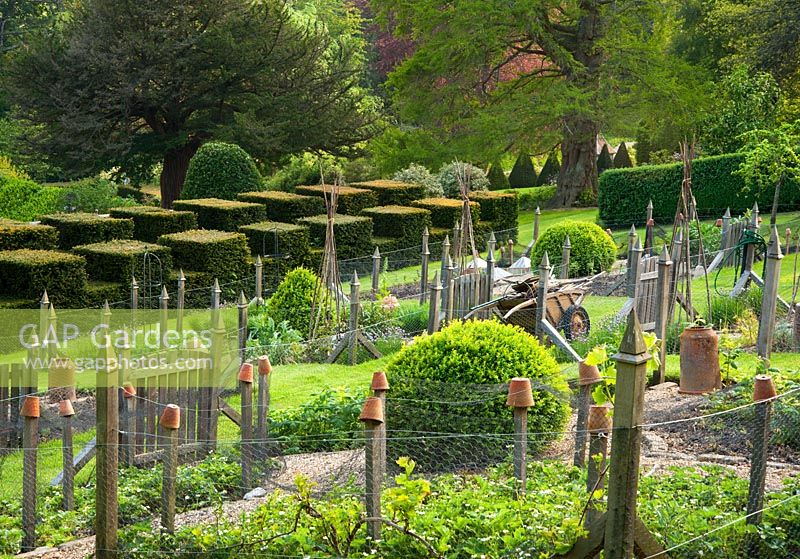 Formal vegetable garden with castellated Yew walk below - The Old Rectory, Netherbury