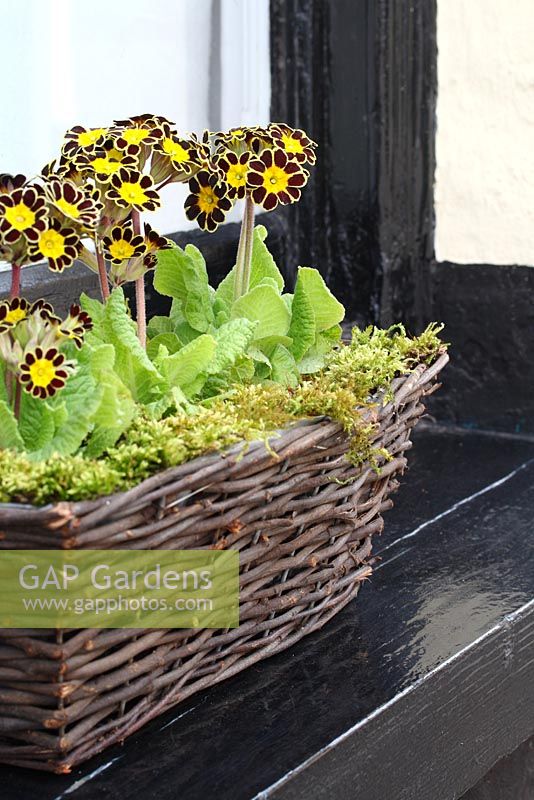 Primula 'Glorious Laced Gold' in a wicker windowbox lined with moss