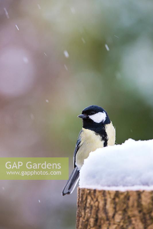 Parus major - Great tit on a wooden tree stump in the snow 