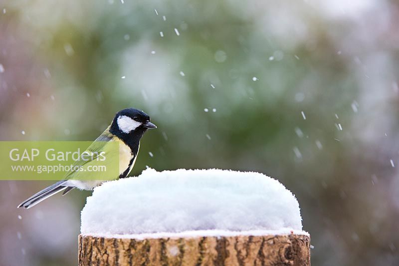 Parus major - Great tit on a wooden tree stump in the snow 