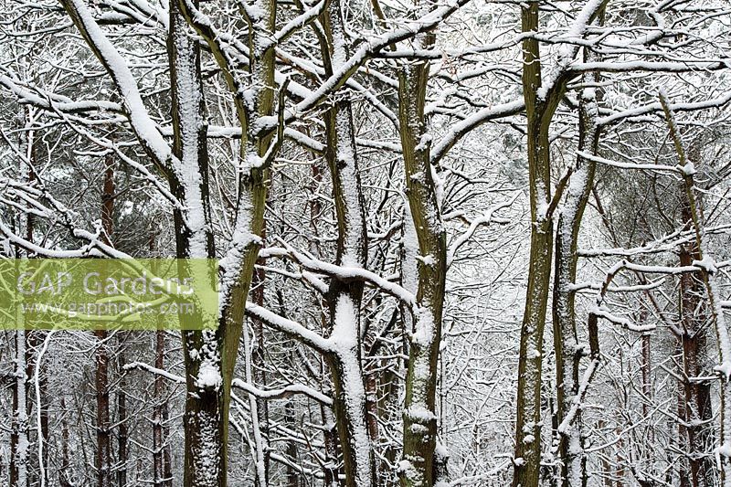 Winter snow covered trees in the English countryside - Oakley woods, Warwickshire, England