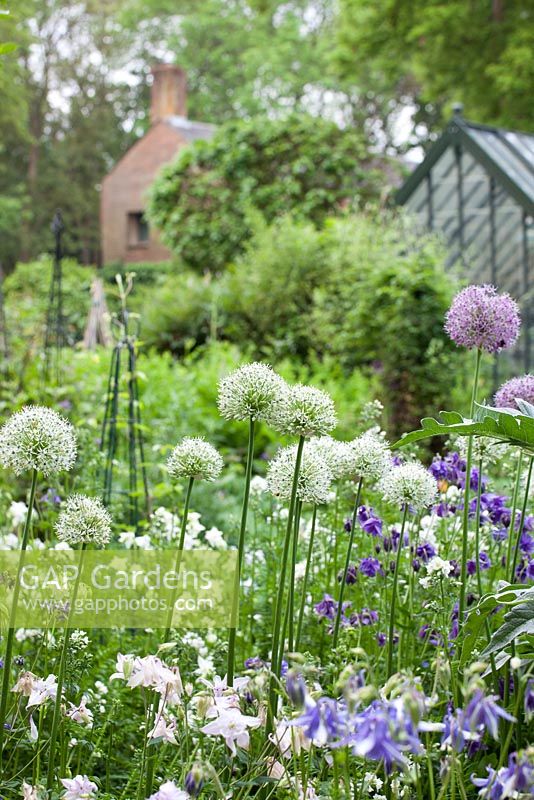 Mixed informal planting with Alliums and Aquilegia at Beechenwood Farm, Hampshire