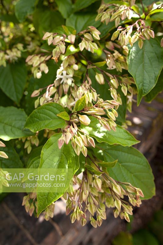 Clerodendron trichotomum 'Fargesii'