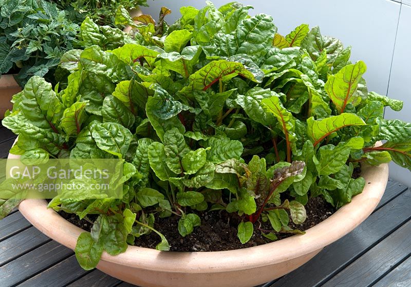 Container of Red Chard 