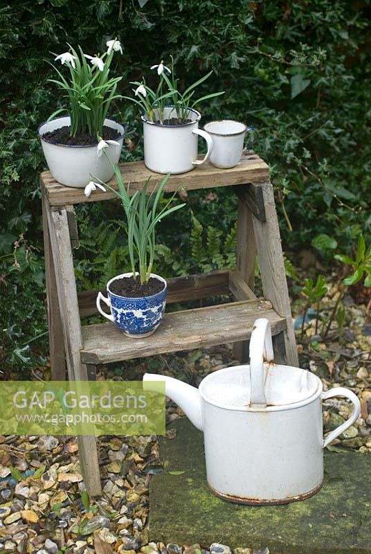 Snowdrops potted up in vintage cups