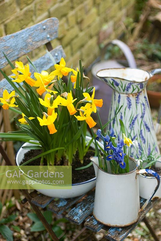 Narcissus 'Jetfire' and Iris reticulata in vintage enamel containers