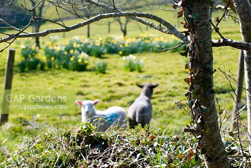 Lambs in the orchard