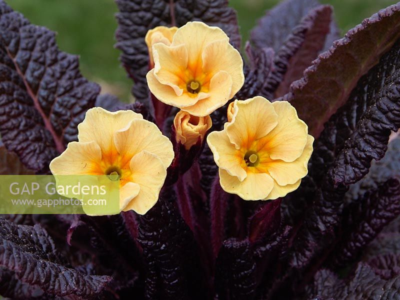 Primula vulgaris 'Claddagh' - Kennedy Irish primrose