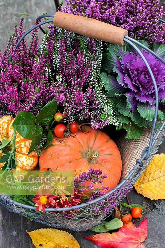 Ornamental Cabbage, Heathers, Squash, pumpkin and rosehips in wire basket