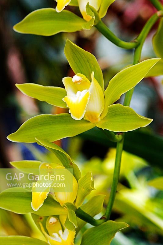 Coelogyne orchid - RHS Wisley Orchid Display