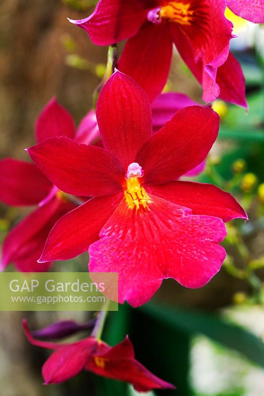 Burrageara Nelly Isler orchid - RHS Wisley