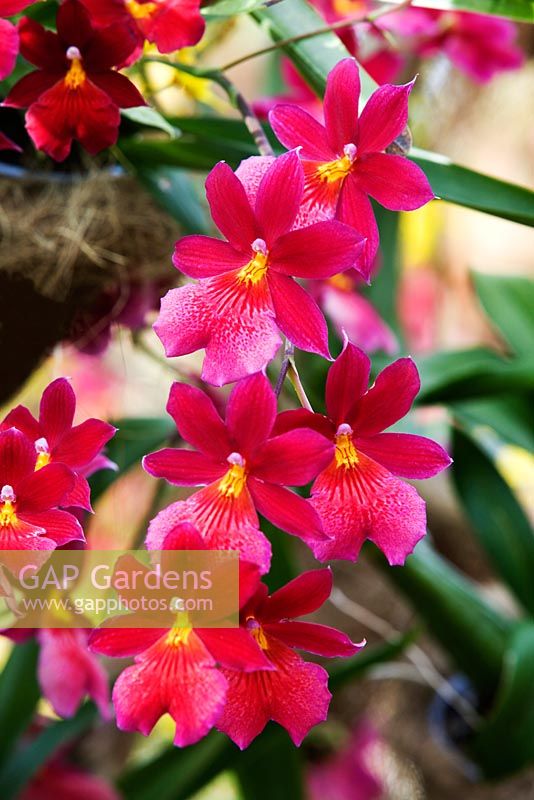 Burrageara Nelly Isler orchid - RHS Wisley
