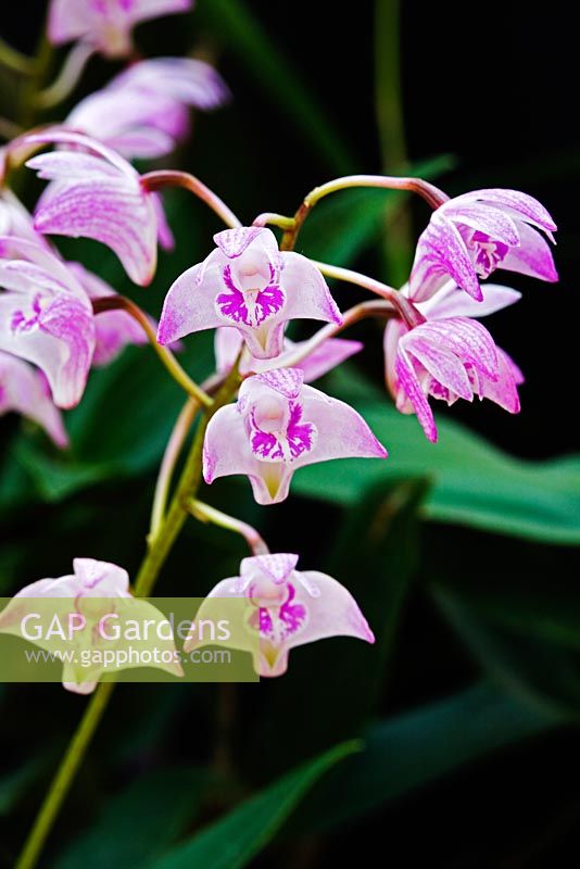 Dendrobium kingianum orchid - RHS Wisley