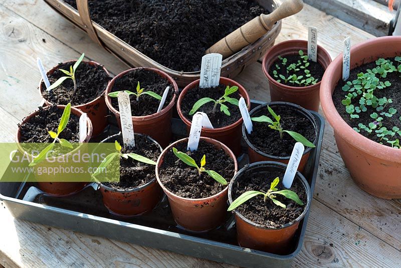 Potted on tomato seedlings being soaked in water filled tray
