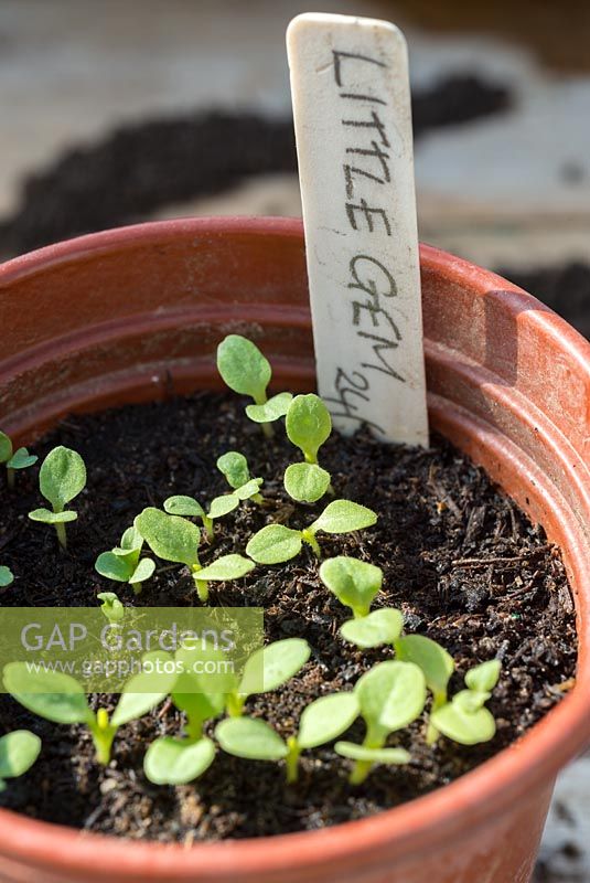Lettuce 'Little Gem' in pot with plastic plant label