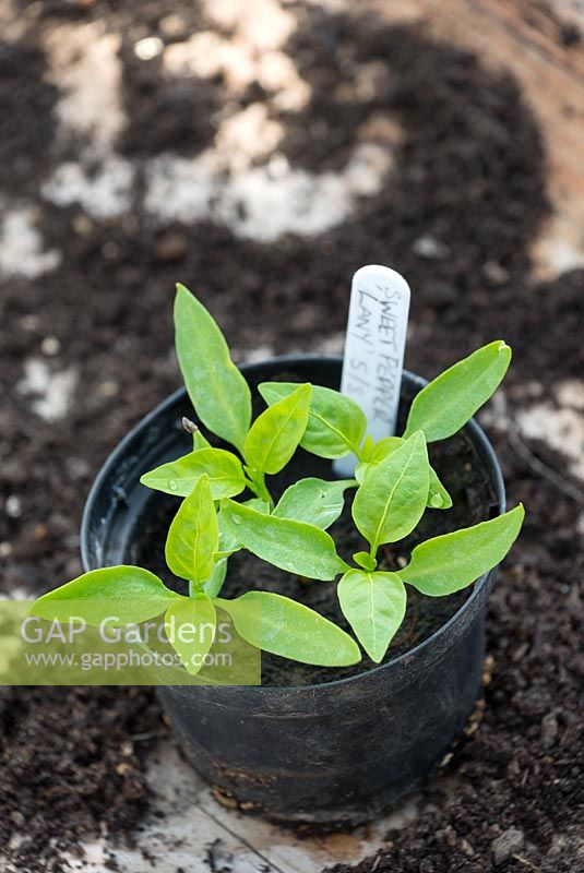 Sweet pepper seedlings 'Lany' in pot with plastic plant label