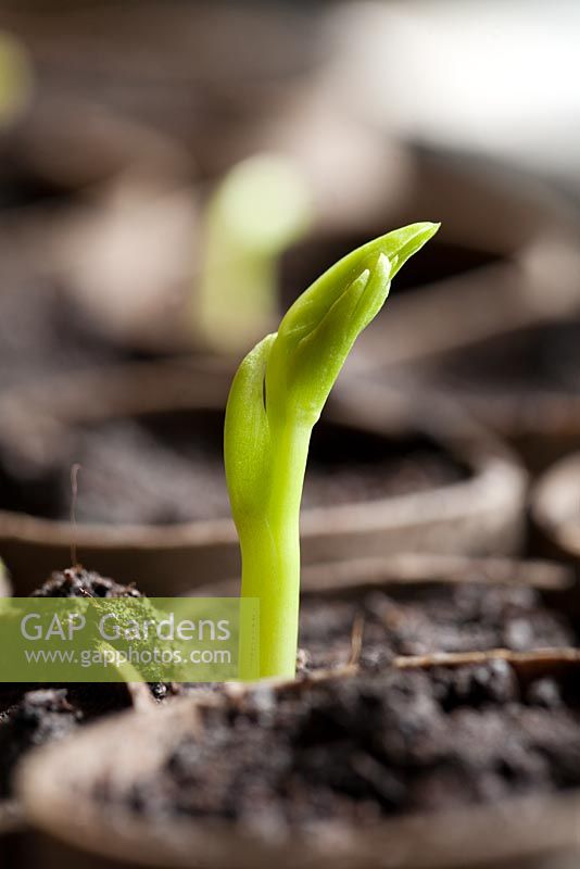 Young emerging bean plant