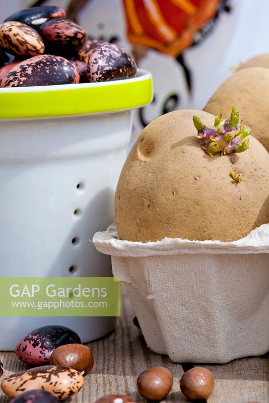Solanum tuberosum 'Marabel' in egg box - Chitting potatoes 
