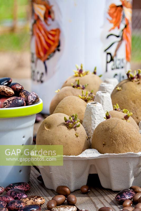 Solanum tuberosum 'Marabel' in egg box. Beans - Chitting potatoes 