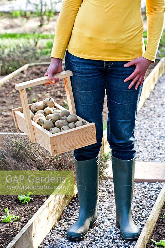 Woman holding a trug of potatoes, Solanum tuberosum 'Marabel'