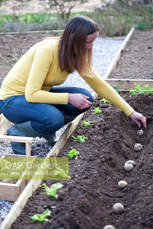 Woman planting potatoes 'Marabel' in a trench