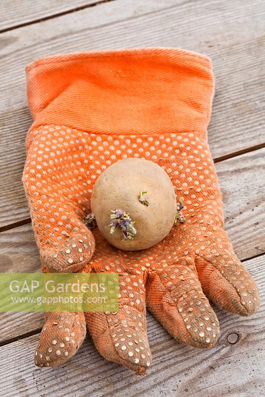 Chitted potato 'Marabel' on a garden glove
