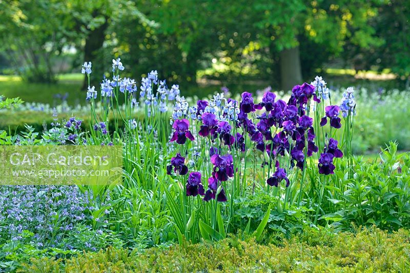 Iris 'Sable' growing with Nepeta racemosa 'Walker's Low', Iris sibirica and yew hedging - Cory Lawn, Cambridge Botanic Gardens